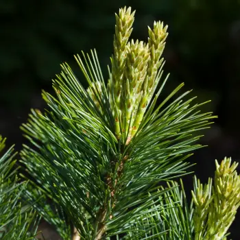 Pinus strobus 'Minima' (3 de 6)
