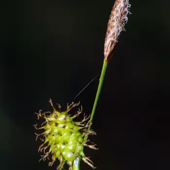 Carex lepidocarpa (2 de 4)