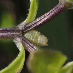 Valerianella carinata (2 de 3)
