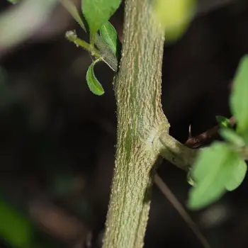 Solanum chenopodioides (2 de 2)