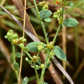 Paronychia suffruticosa subsp. suffruticosa (1 de 3)