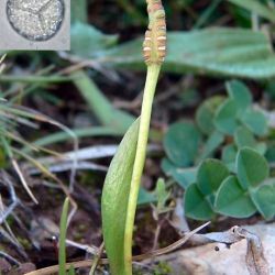 Ophioglossum lusitanicum L. (2 de 2)