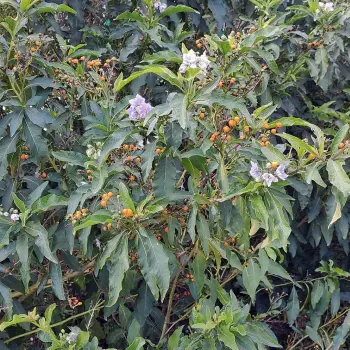 Solanum bonariense (3 de 4)