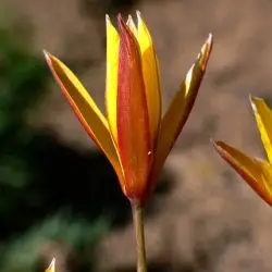 Fotografía Tulipa sylvestris subsp. australis (2 de 3)