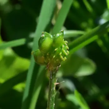 Ranunculus bulbosus (2 de 4)