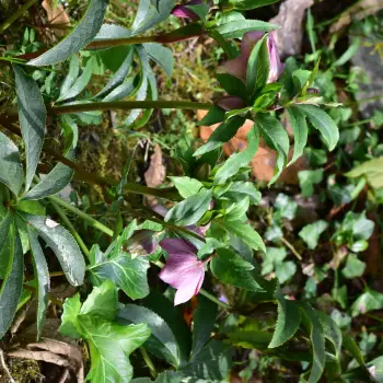 Helleborus orientalis (3 de 3)