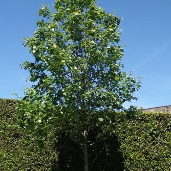 Sorbus latifolia (1 de 3)