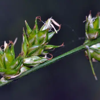 Carex divulsa (3 de 4)