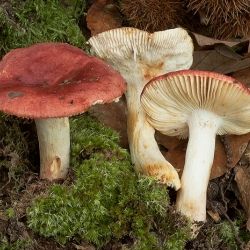 Russulales