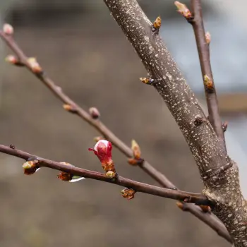 Prunus armeniaca 'Canino' (2 de 3)