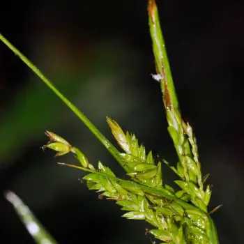 Carex strigosa (4 de 5)