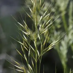 Calamagrostis arundinacea (2 de 2)
