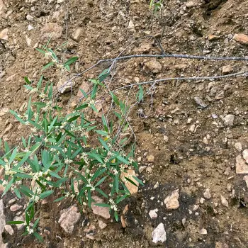 Phillyrea angustifolia (3 de 3)