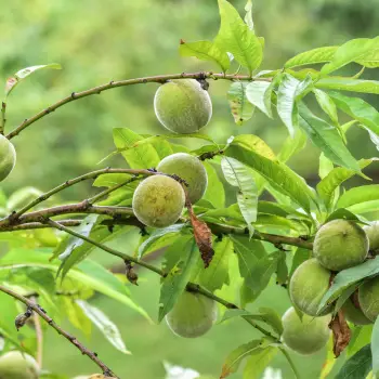Prunus persica (5 de 5)