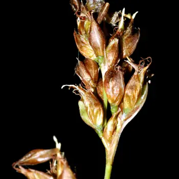 Rhynchospora modesti-lucennoi (3 de 5)