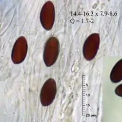 Psathyrella bipellis (Quél.) A. H. Sm. (2 de 3) 