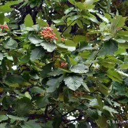 Fotografía Sorbus intermedia (3 de 3)