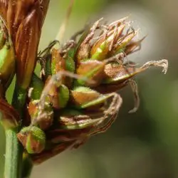 Carex caryophyllea (3 de 3)