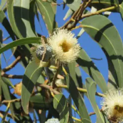 Eucalyptus globulus (3 de 3)