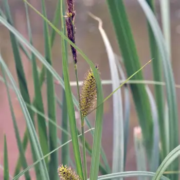 Carex riparia (1 de 5)