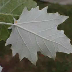 Populus alba (2 de 3)