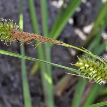 Carex vesicaria (3 de 5)