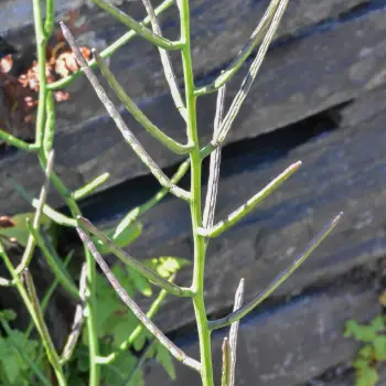 Alliaria petiolata (3 de 3)