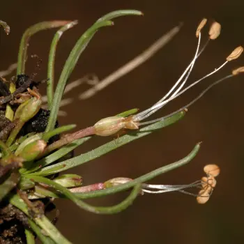 Littorella uniflora (6 de 6)