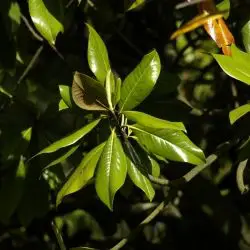Magnolia grandiflora (2 de 3)