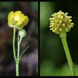 Ranunculus repens (3 de 3)