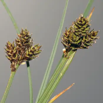 Carex lachenalii (3 de 5)