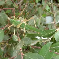 Tettigonia viridissima
