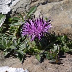 Centaurea borjae