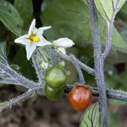Solanum villosum (3 de 3)