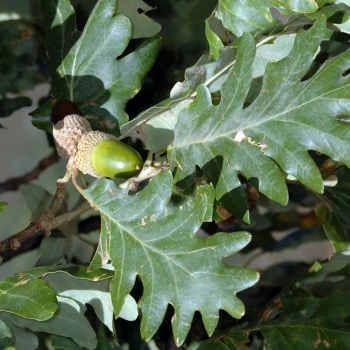 Quercus pyrenaica