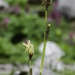 Carex brevicollis (2 de 2)