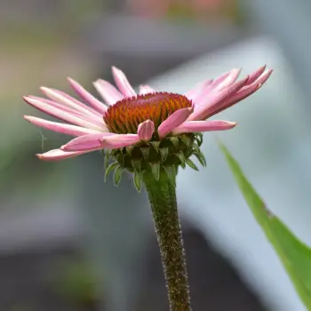 Echinacea purpurea (3 de 4)