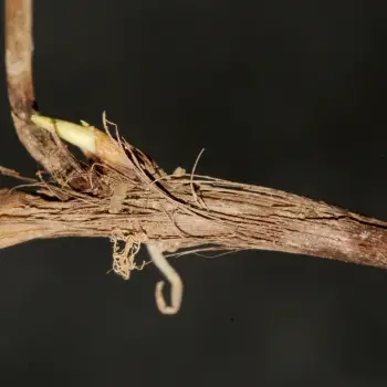 Carex pseudobrizoides (3 de 4)