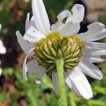 Argyranthemum teneriffae (3 de 4)