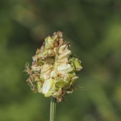 Fotografía Sanguisorba minor subsp. balearica (2 de 2)