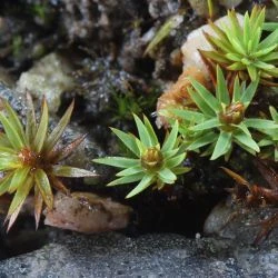 Pogonatum urnigerum