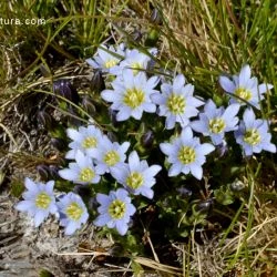 Gentiana boryi (2 de 2)