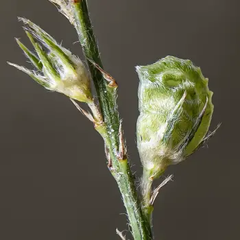 Onobrychis viciifolia (5 de 5)