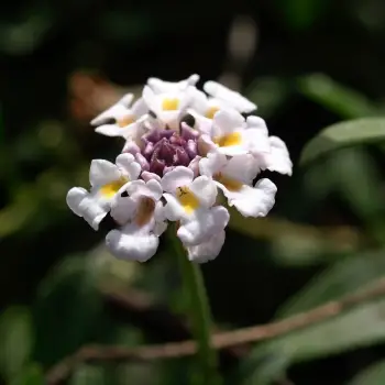 Phyla nodiflora (1 de 2)