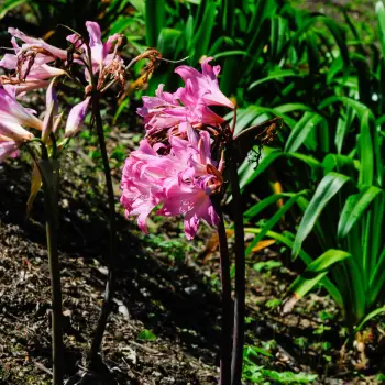Amaryllis belladonna (1 de 2)