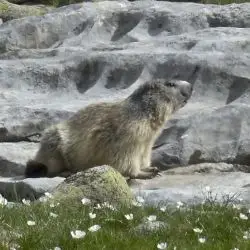 Marmota marmota (2 de 3)