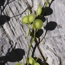 Biscutella variegata (3 de 3)