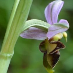 Fotografía Ophrys scolopax (1 de 3)