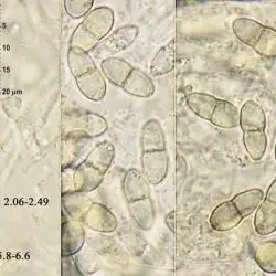 Fotografía Antennularia fimiseda (Mouton) M.E. Barr (2 de 3)