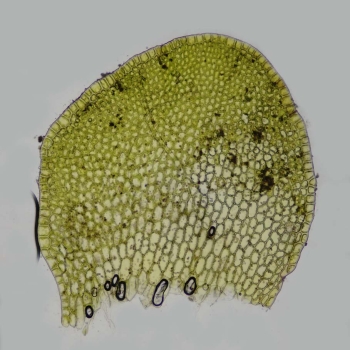 Jungermannia gracillima (5 de 5)